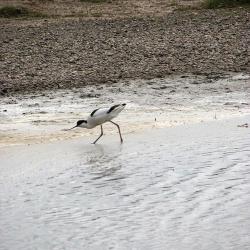 Avocette élégante