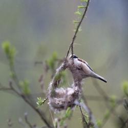 Rémiz penduline