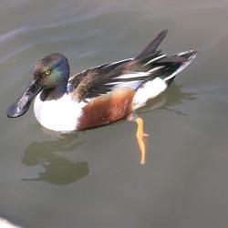Canard souchet