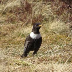 Turdus torquatus