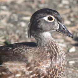 Canard carolin