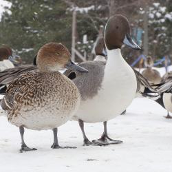 Canard pilet