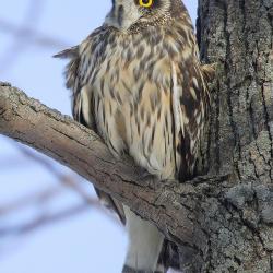 Hibou des marais