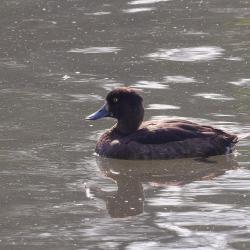 Fuligule morillon