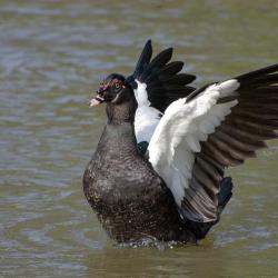 Canard musqué