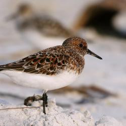 Bécasseau sanderling