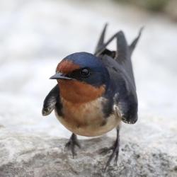 Hirondelle rustique