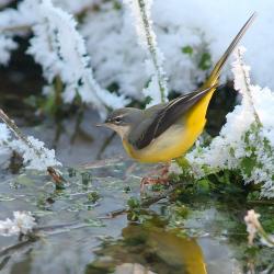 Bergeronnette des ruisseaux