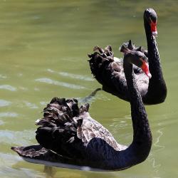 Cygne noir