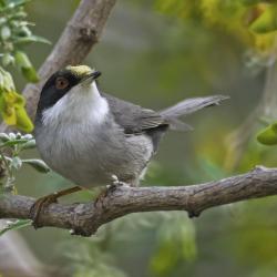 Fauvette mélanocéphale