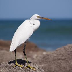 Aigrette des récifs