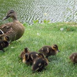 Canard colvert