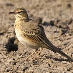 Pipit rousseline