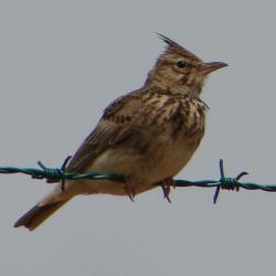 Cochevis huppé