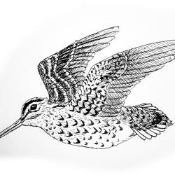 Bécassine double