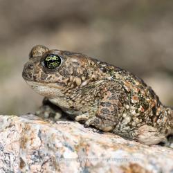 Crapaud calamite
