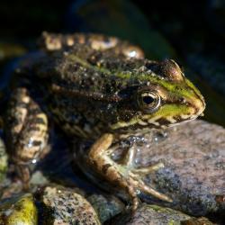 Grenouille rieuse