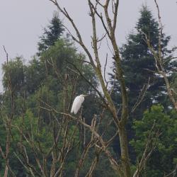 Grande Aigrette