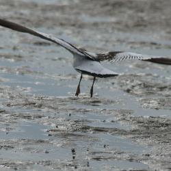 Mouette pygmée