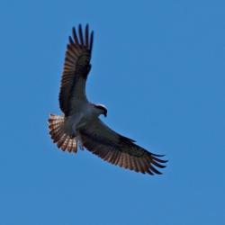 Balbuzard pêcheur
