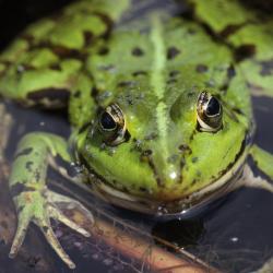 Grenouille verte