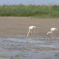 Flamant rose