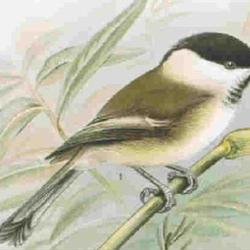 Mésange boréale